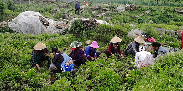 怒江昂可达：中药材种植应采用生态农业模式